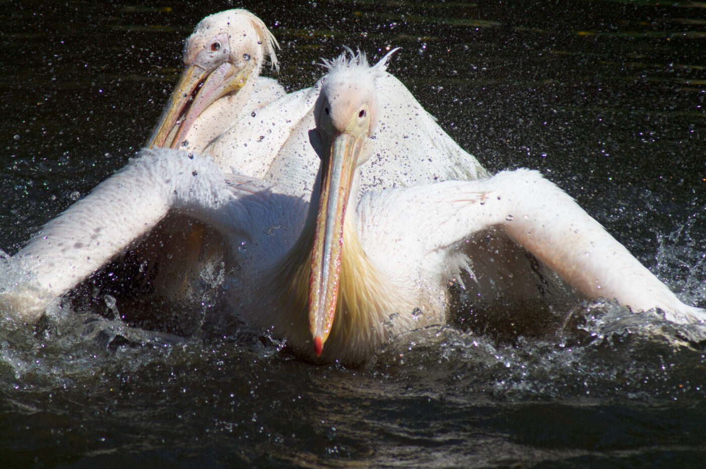 2018-04-19 - Walsrode - Vogelpark