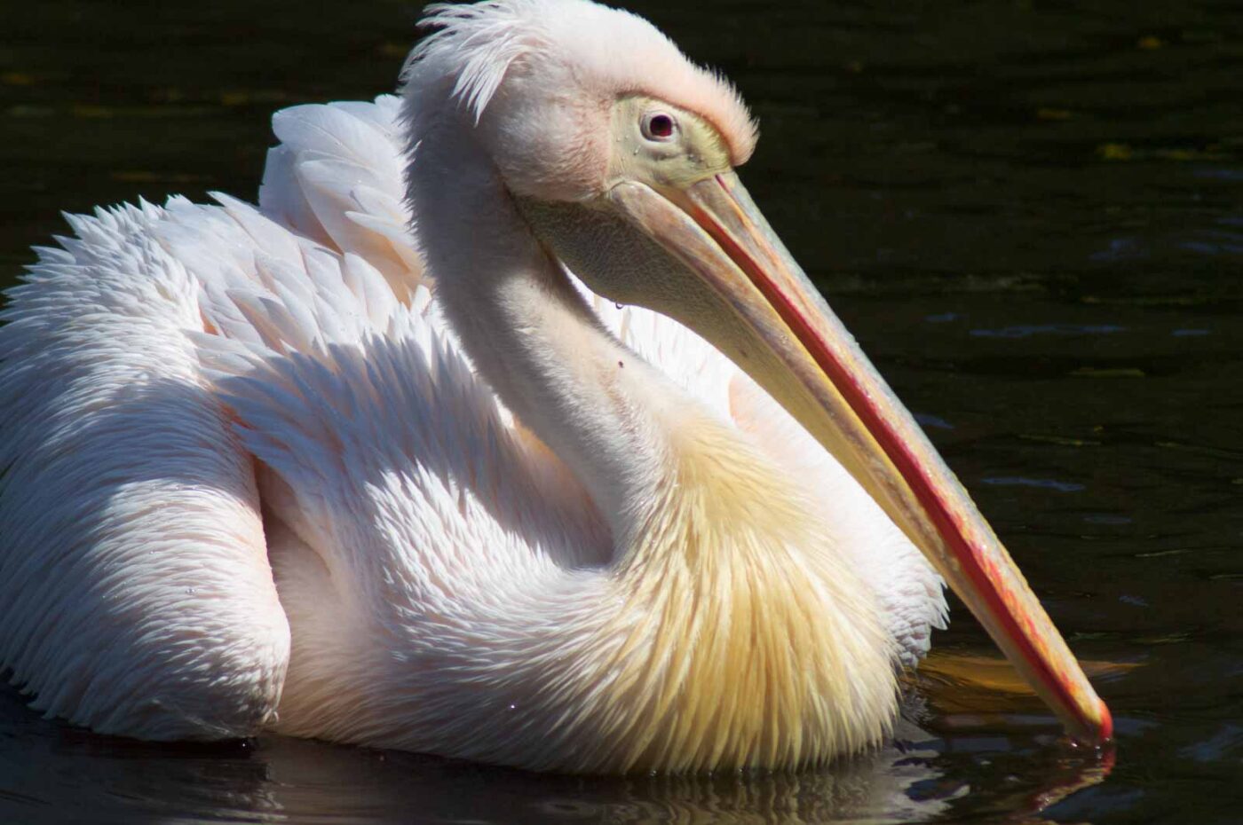 2018-04-19 - Walsrode - Vogelpark