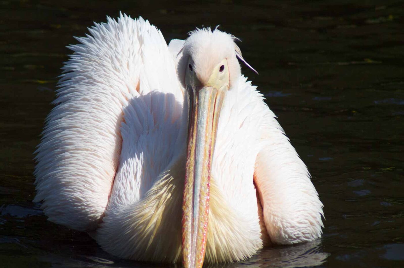 2018-04-19 - Walsrode - Vogelpark