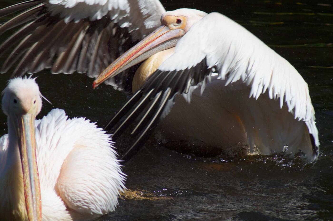 2018-04-19 - Walsrode - Vogelpark
