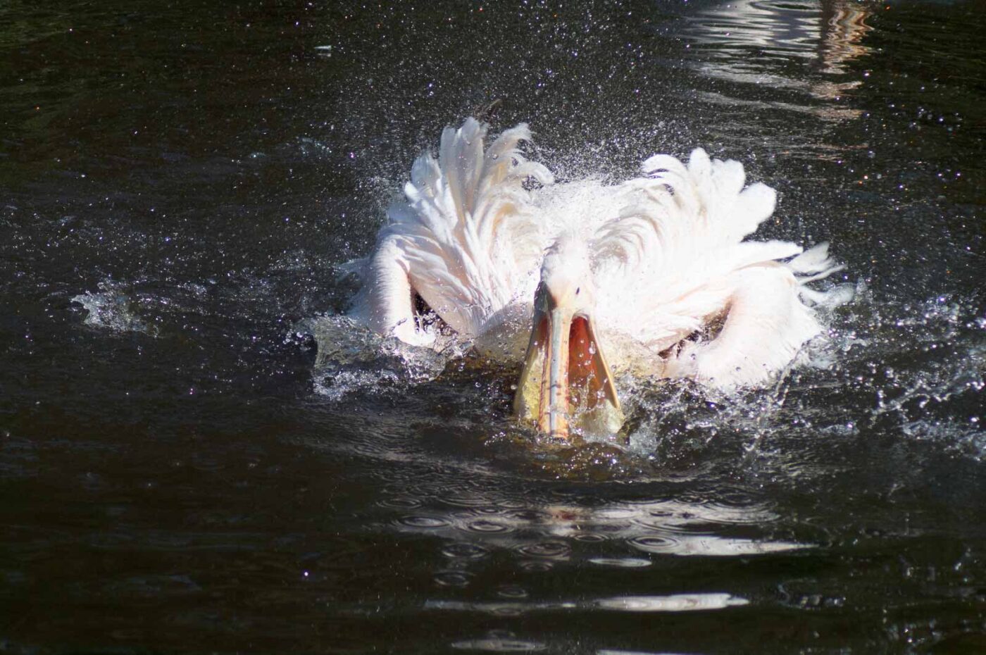 2018-04-19 - Walsrode - Vogelpark