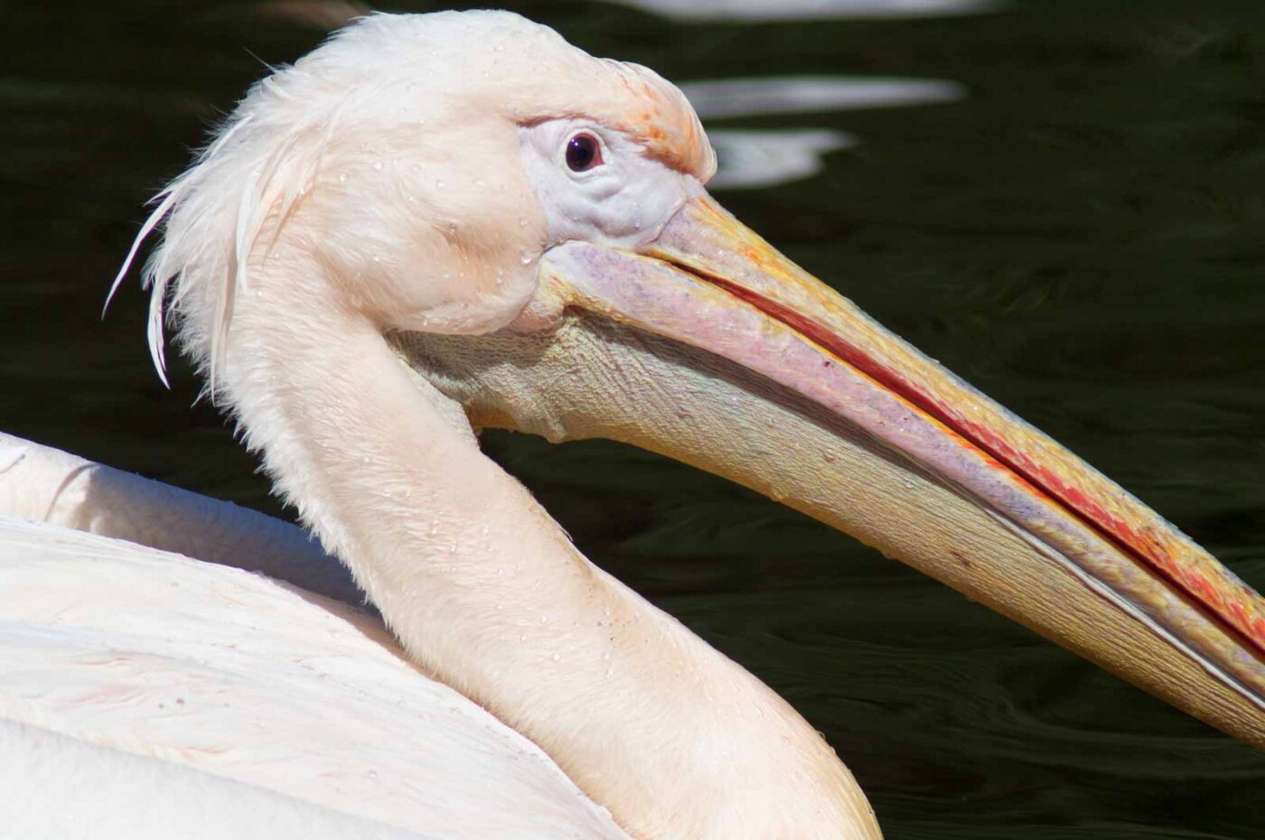 2018-04-19 - Walsrode - Vogelpark