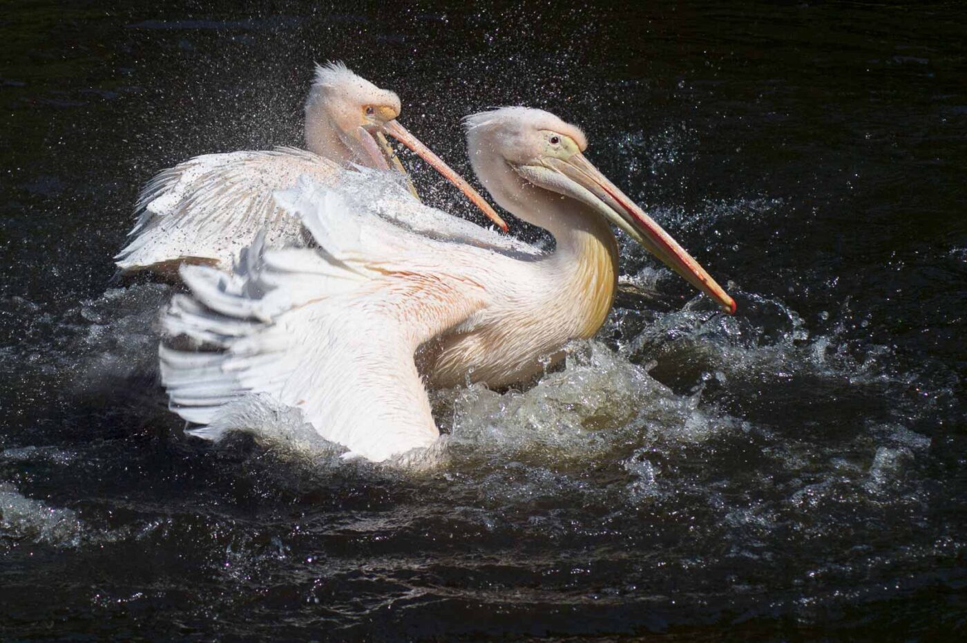 2018-04-19 - Walsrode - Vogelpark