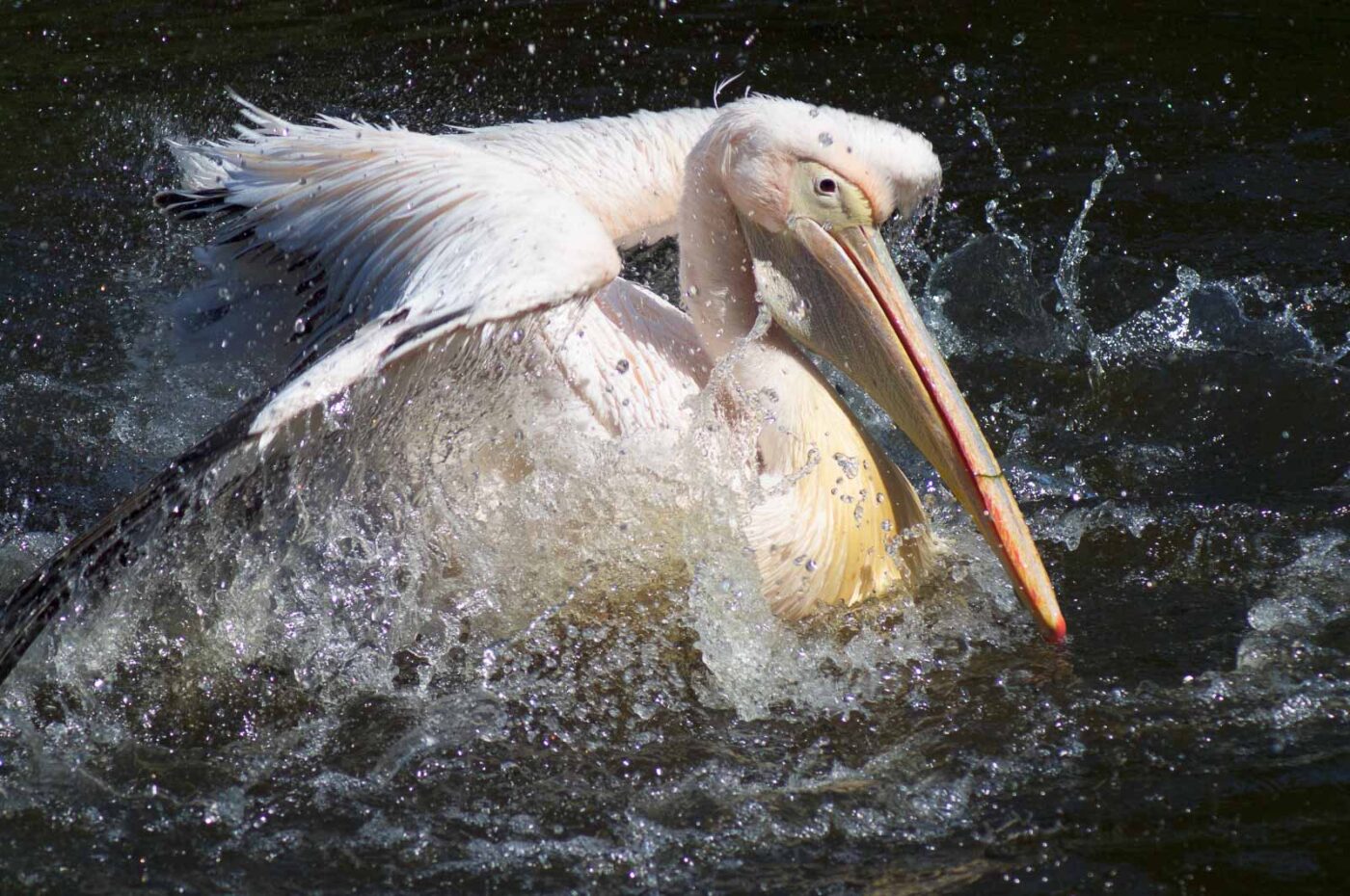 2018-04-19 - Walsrode - Vogelpark