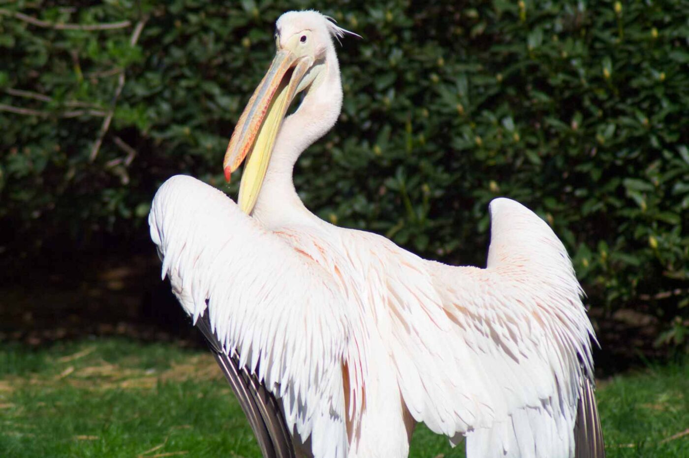 2018-04-19 - Walsrode - Vogelpark