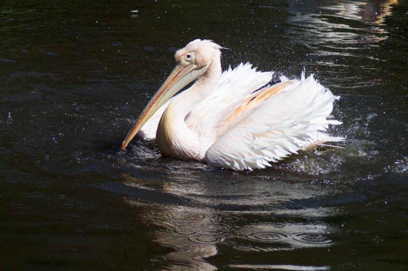 2018-04-19 - Walsrode - Vogelpark