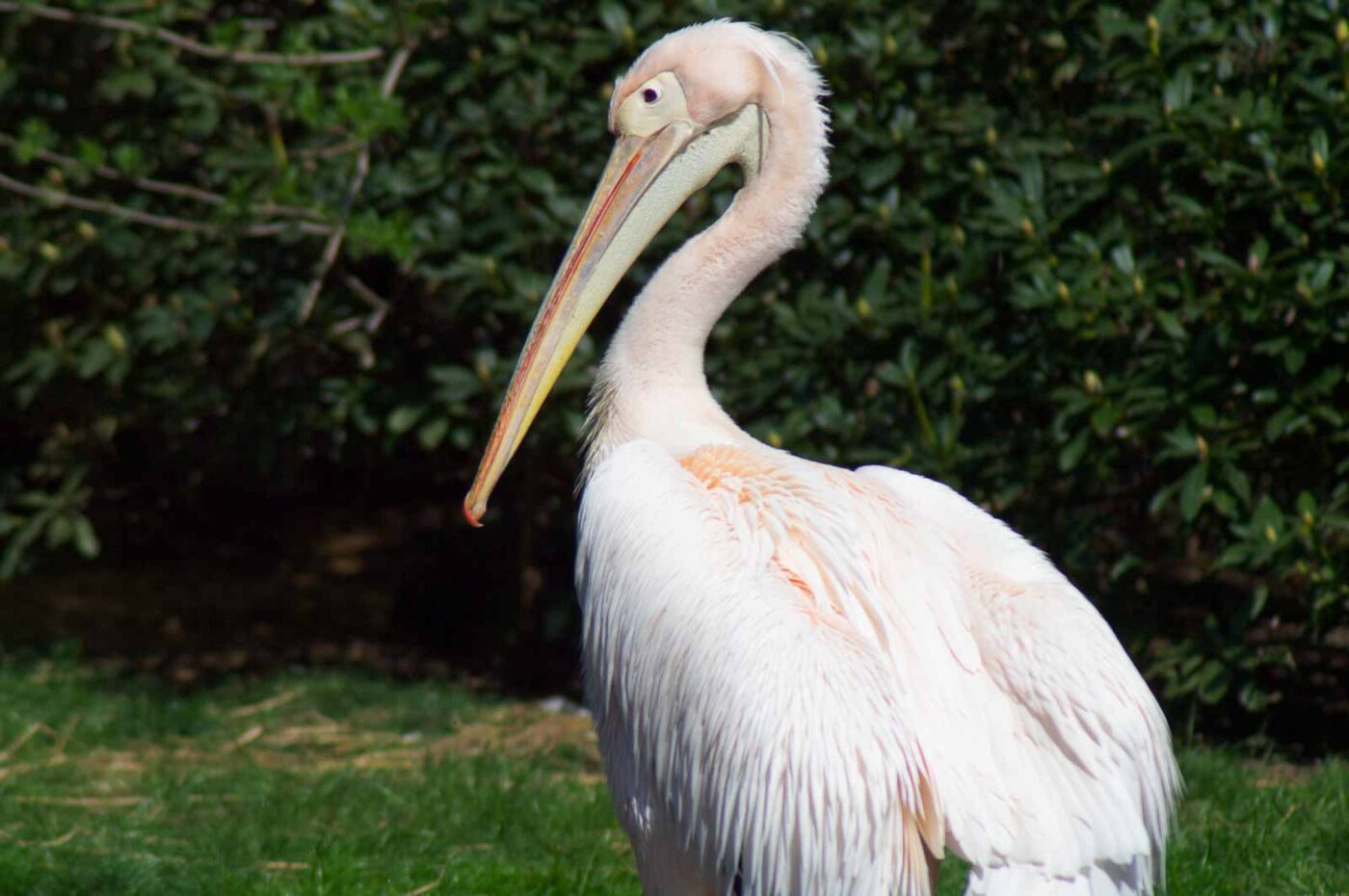 2018-04-19 - Walsrode - Vogelpark