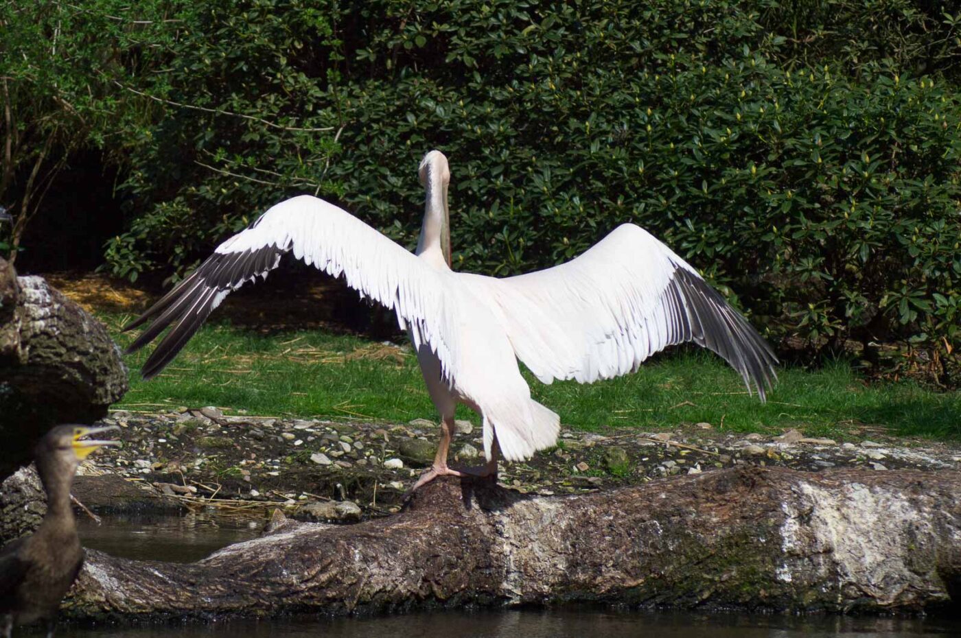 2018-04-19 - Walsrode - Vogelpark