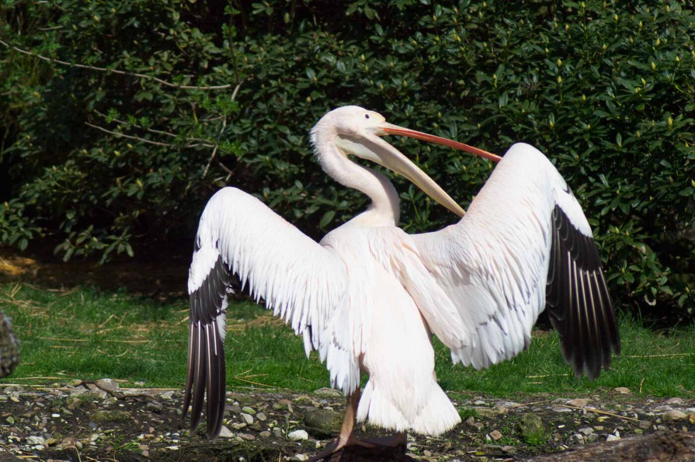 2018-04-19 - Walsrode - Vogelpark