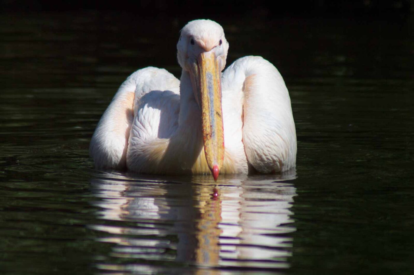 2018-04-19 - Walsrode - Vogelpark