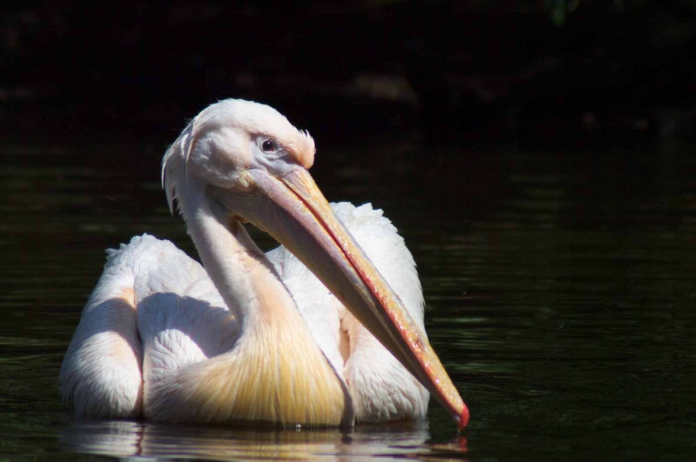 2018-04-19 - Walsrode - Vogelpark