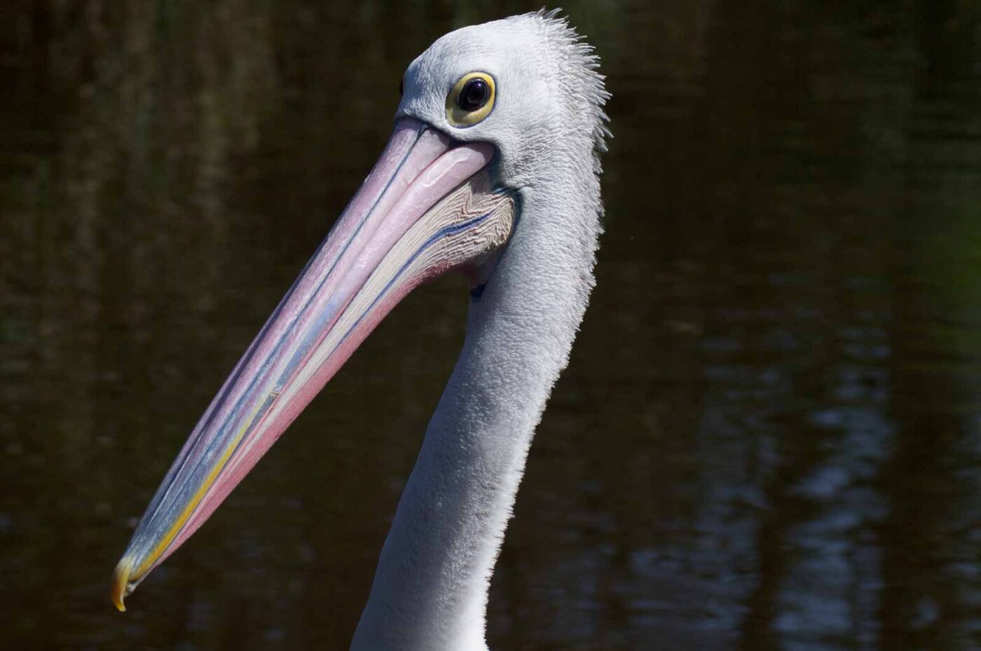 2018-04-19 - Walsrode - Vogelpark