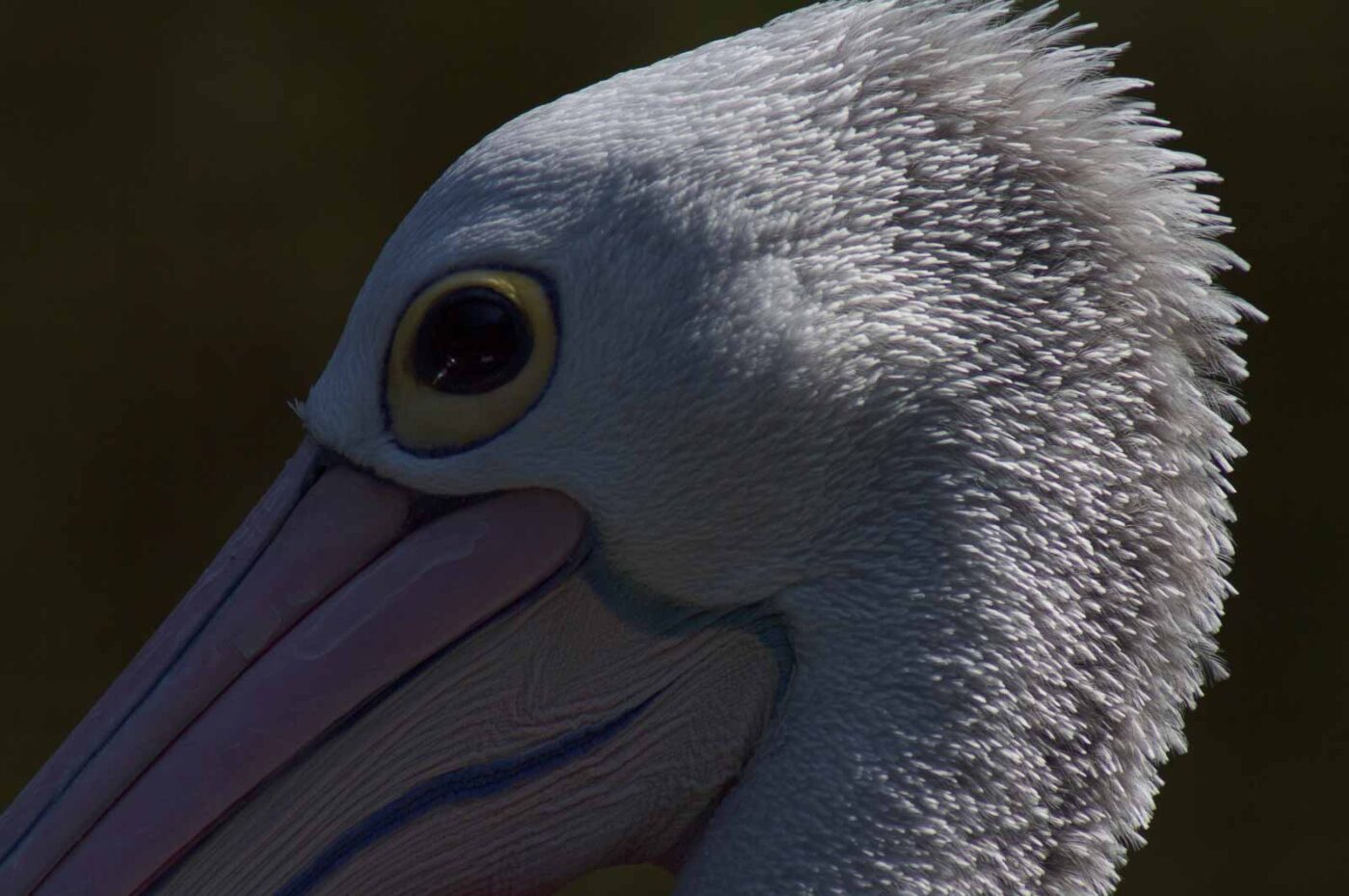 2018-04-19 - Walsrode - Vogelpark