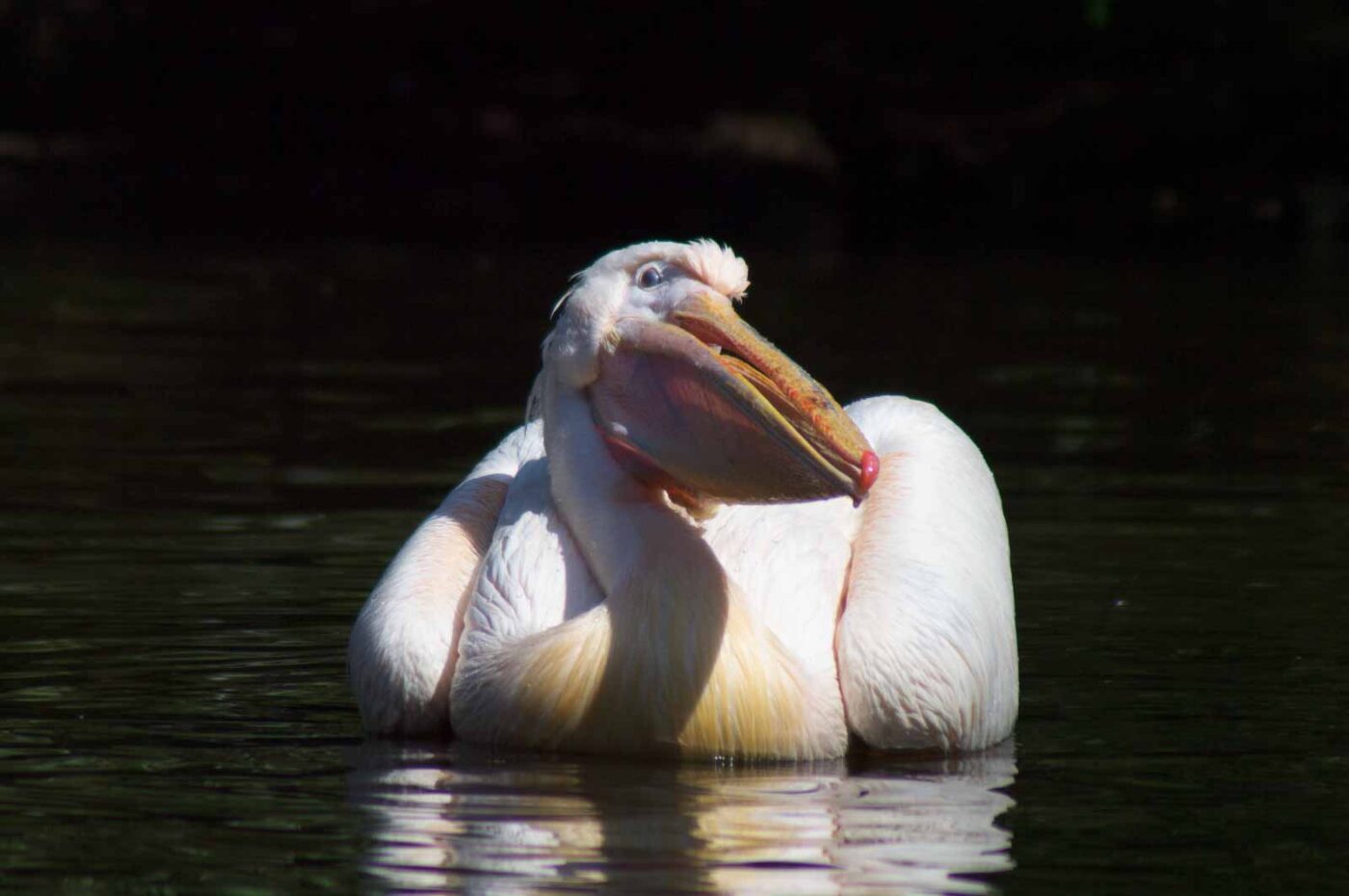 2018-04-19 - Walsrode - Vogelpark