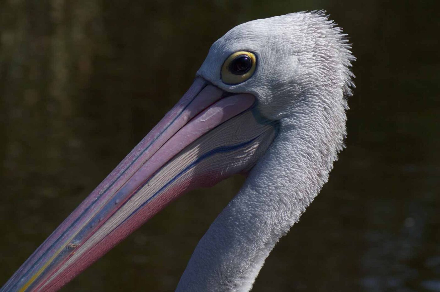 2018-04-19 - Walsrode - Vogelpark