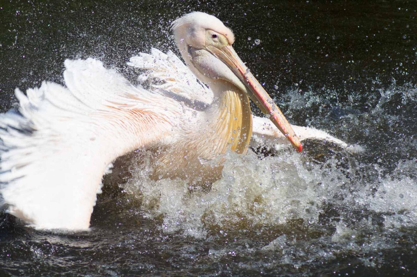 2018-04-19 - Walsrode - Vogelpark