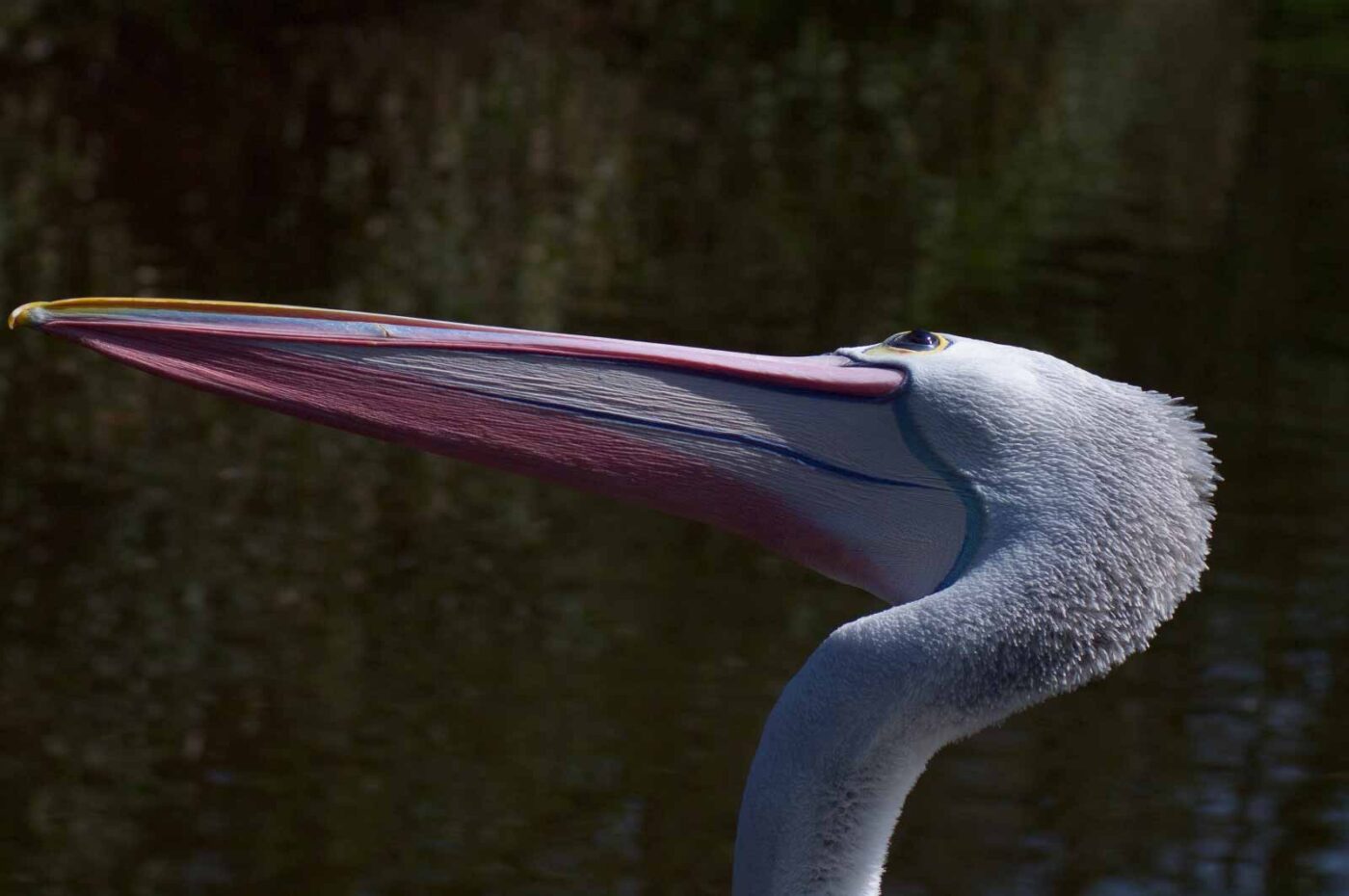 2018-04-19 - Walsrode - Vogelpark