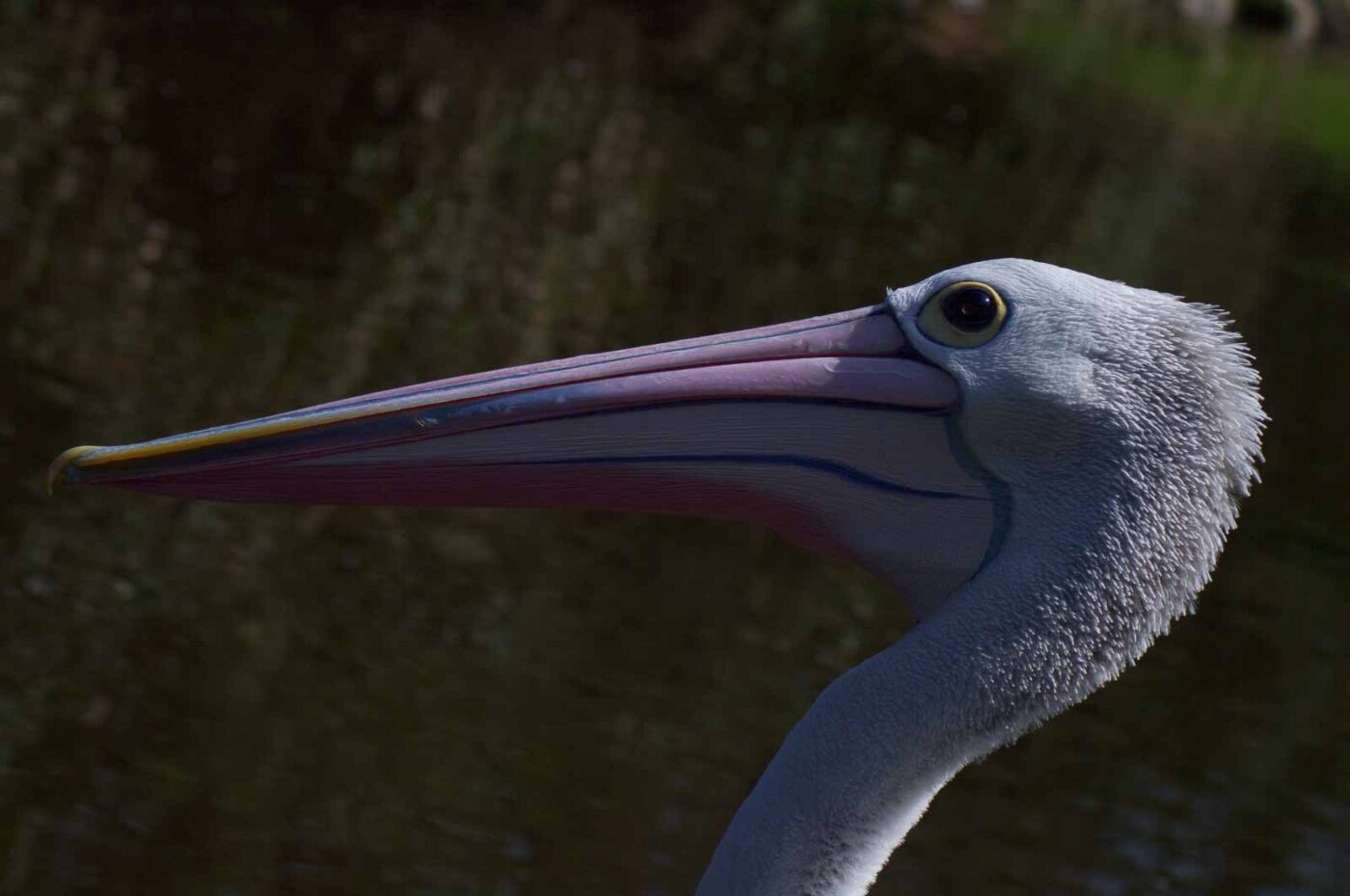 2018-04-19 - Walsrode - Vogelpark