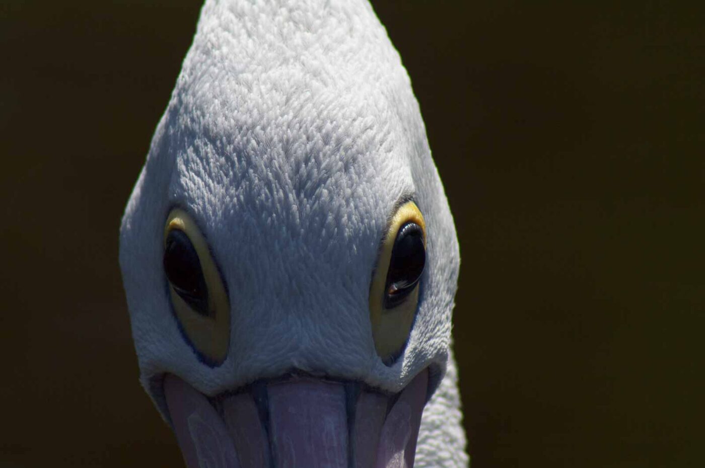 2018-04-19 - Walsrode - Vogelpark