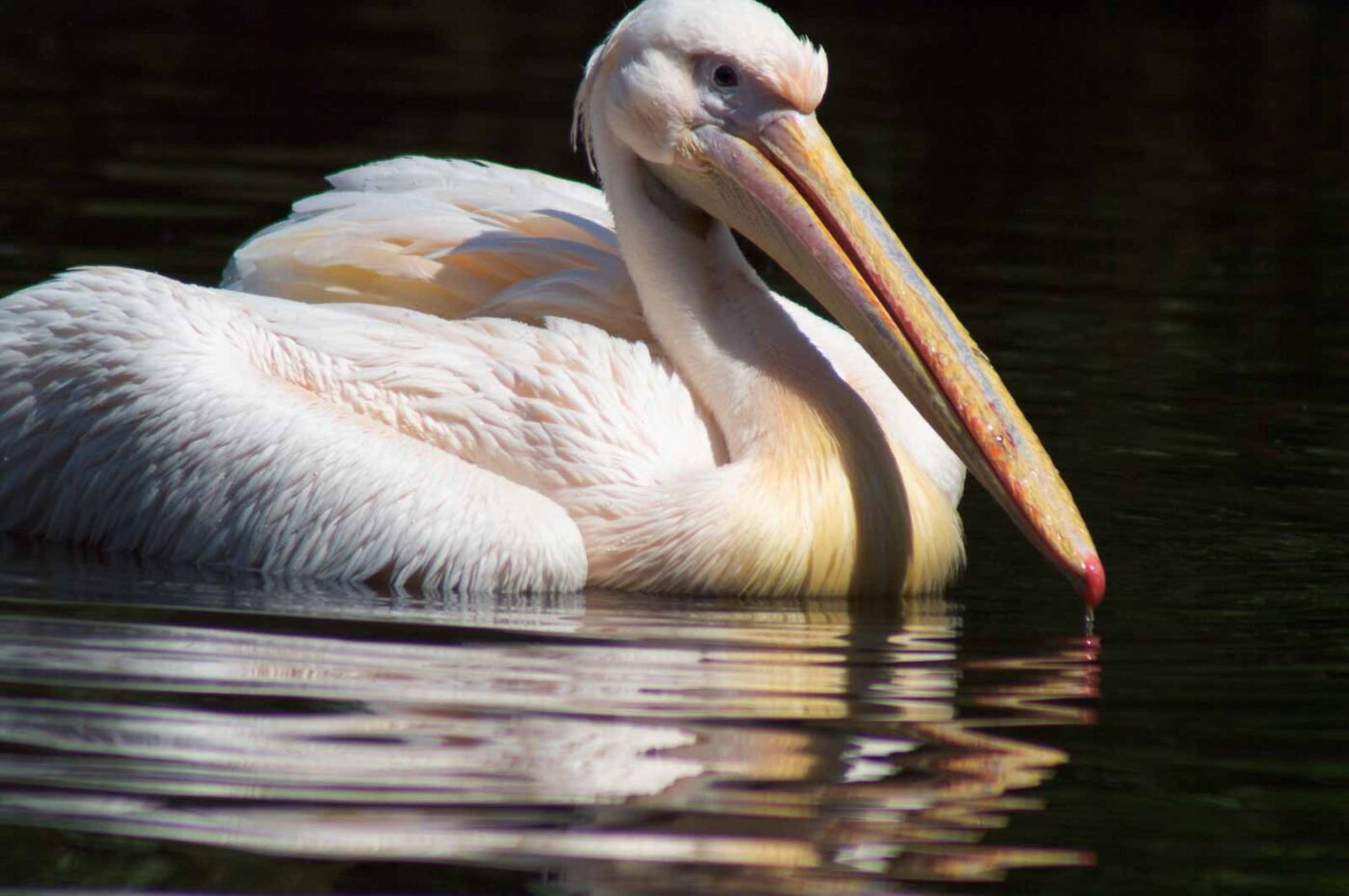2018-04-19 - Walsrode - Vogelpark