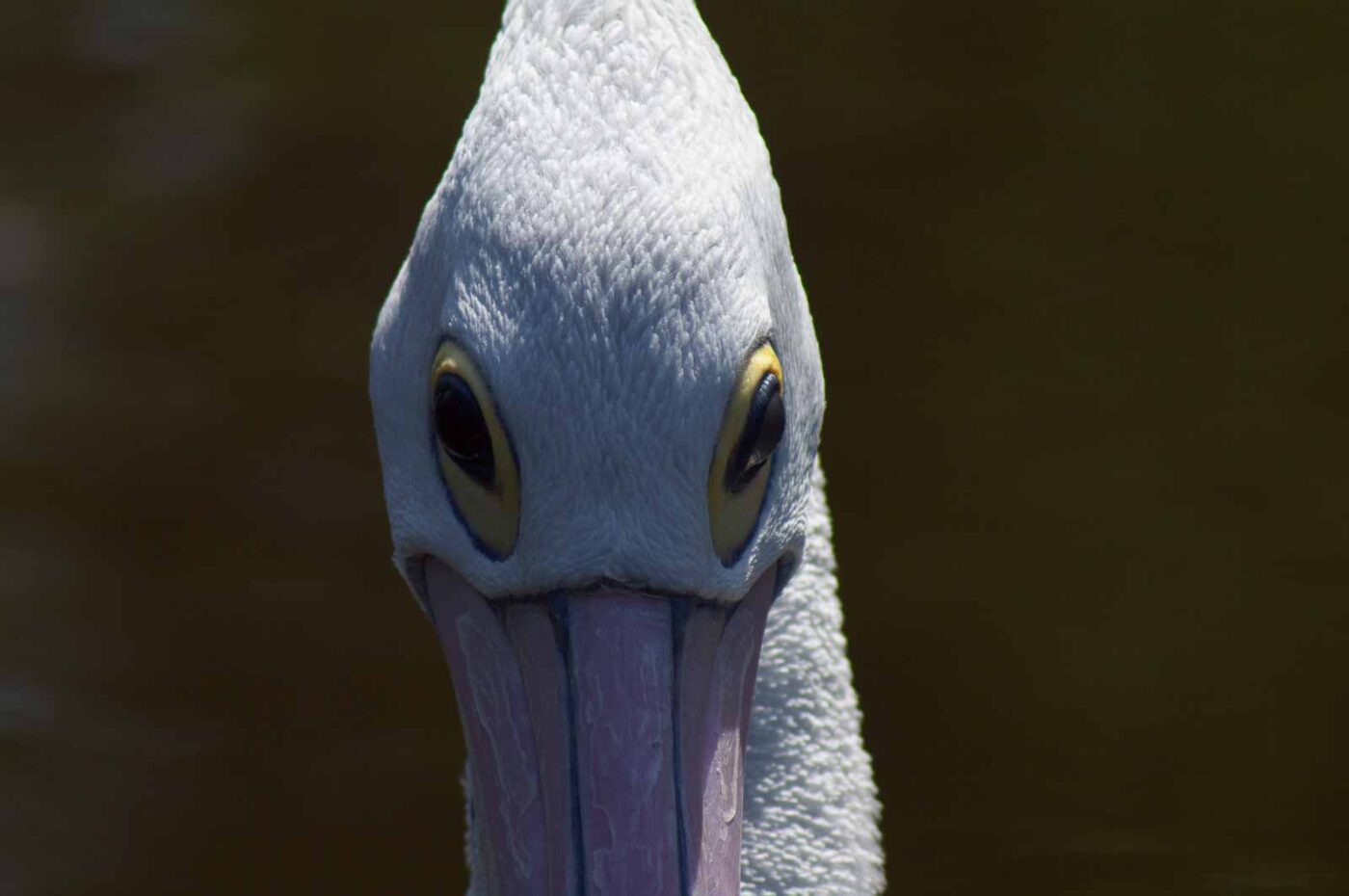 2018-04-19 - Walsrode - Vogelpark