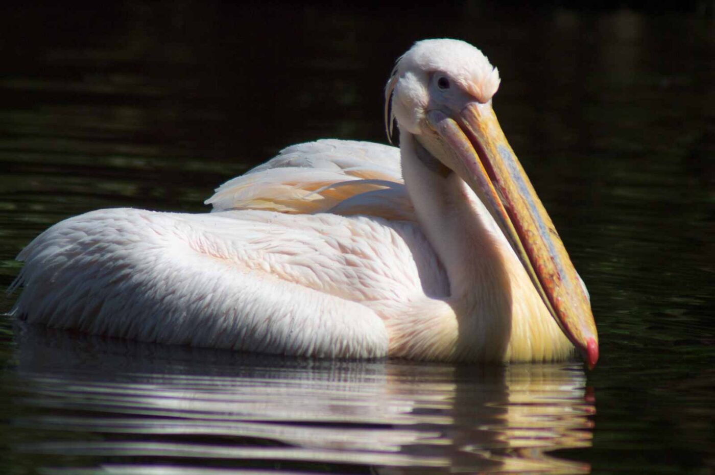 2018-04-19 - Walsrode - Vogelpark