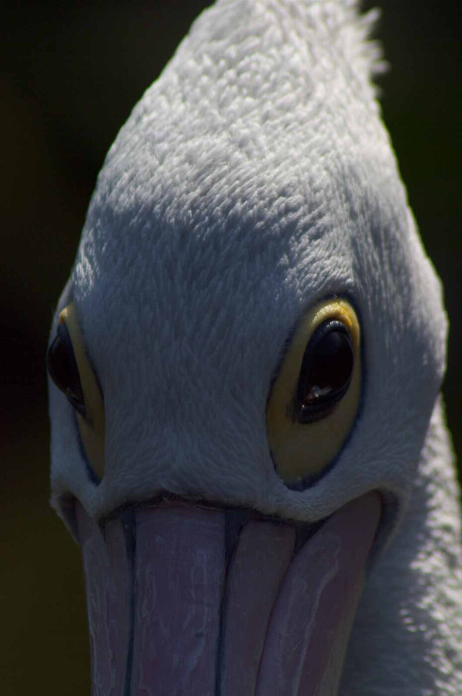 2018-04-19 - Walsrode - Vogelpark