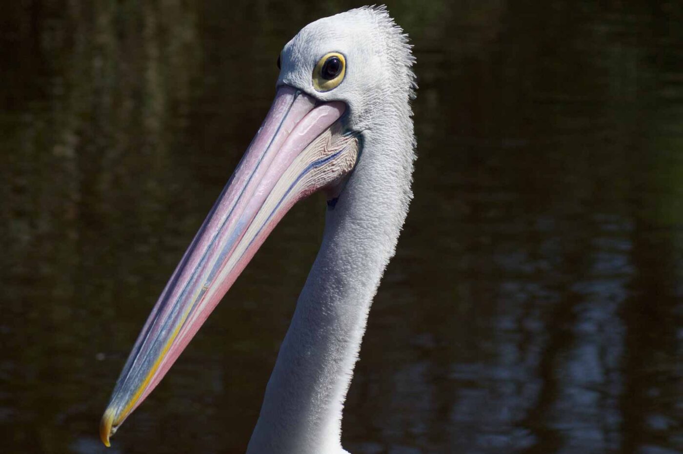 2018-04-19 - Walsrode - Vogelpark