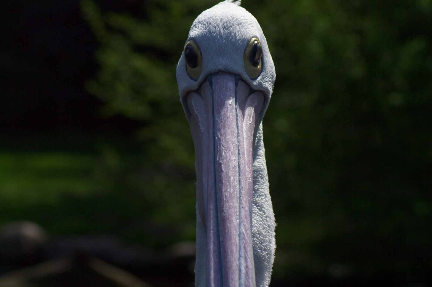 2018-04-19 - Walsrode - Vogelpark