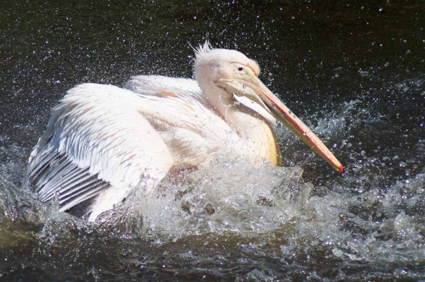 2018-04-19 - Walsrode - Vogelpark