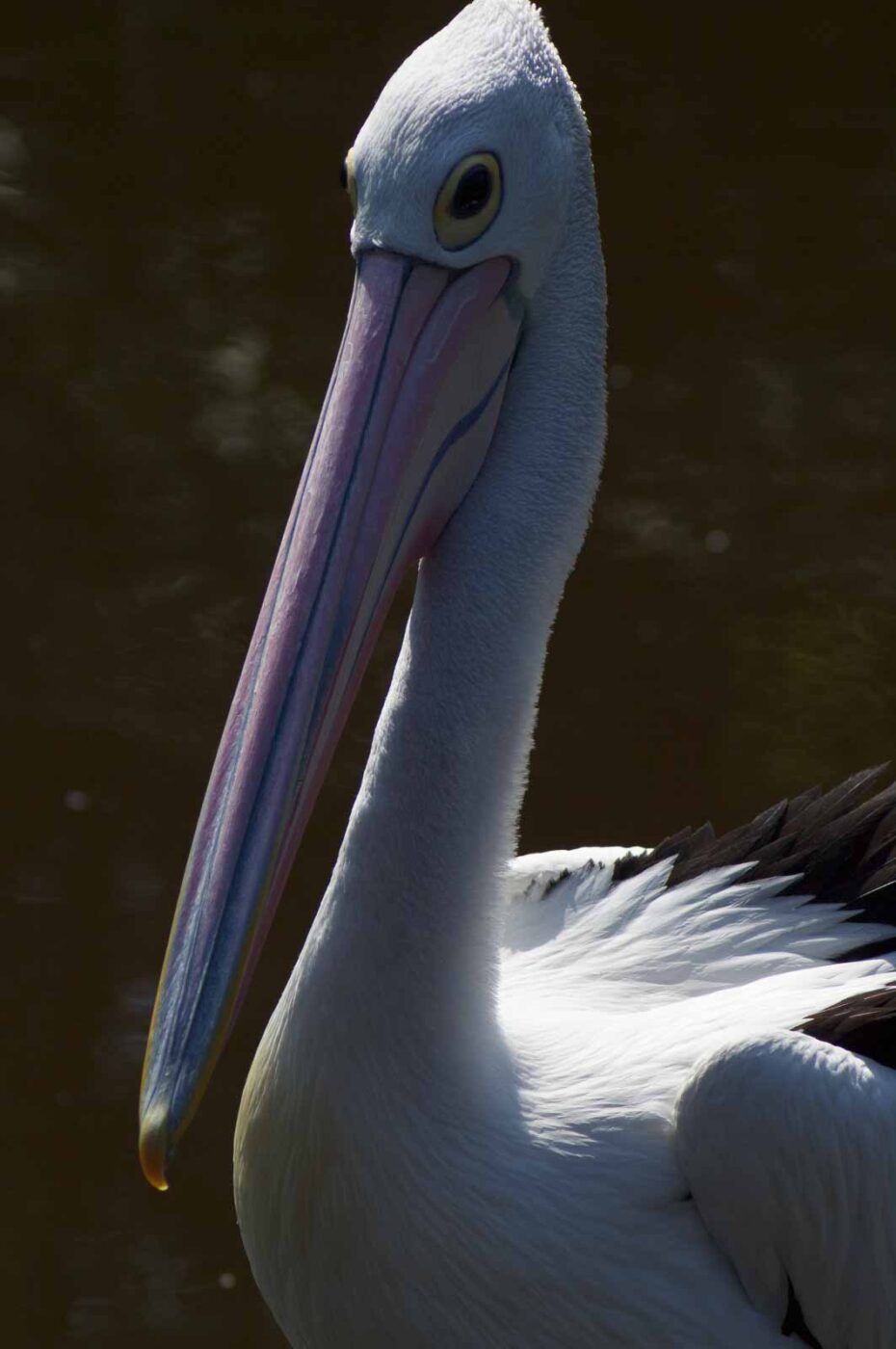 2018-04-19 - Walsrode - Vogelpark