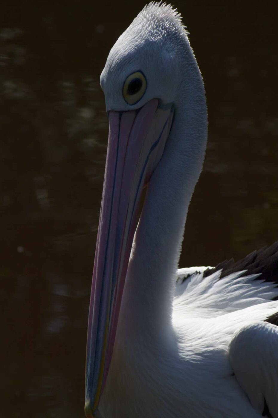 2018-04-19 - Walsrode - Vogelpark