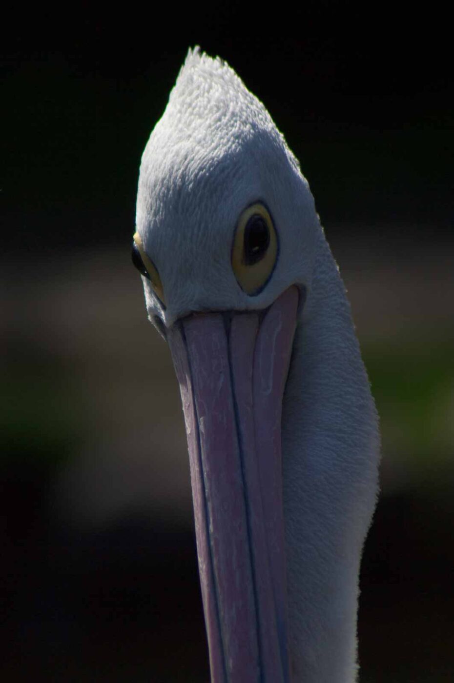 2018-04-19 - Walsrode - Vogelpark