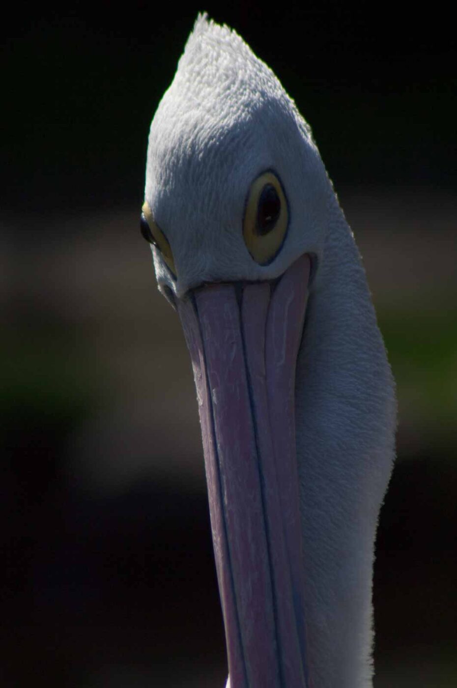 2018-04-19 - Walsrode - Vogelpark