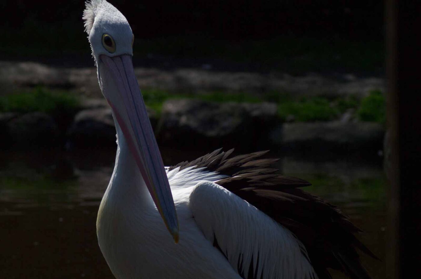 2018-04-19 - Walsrode - Vogelpark