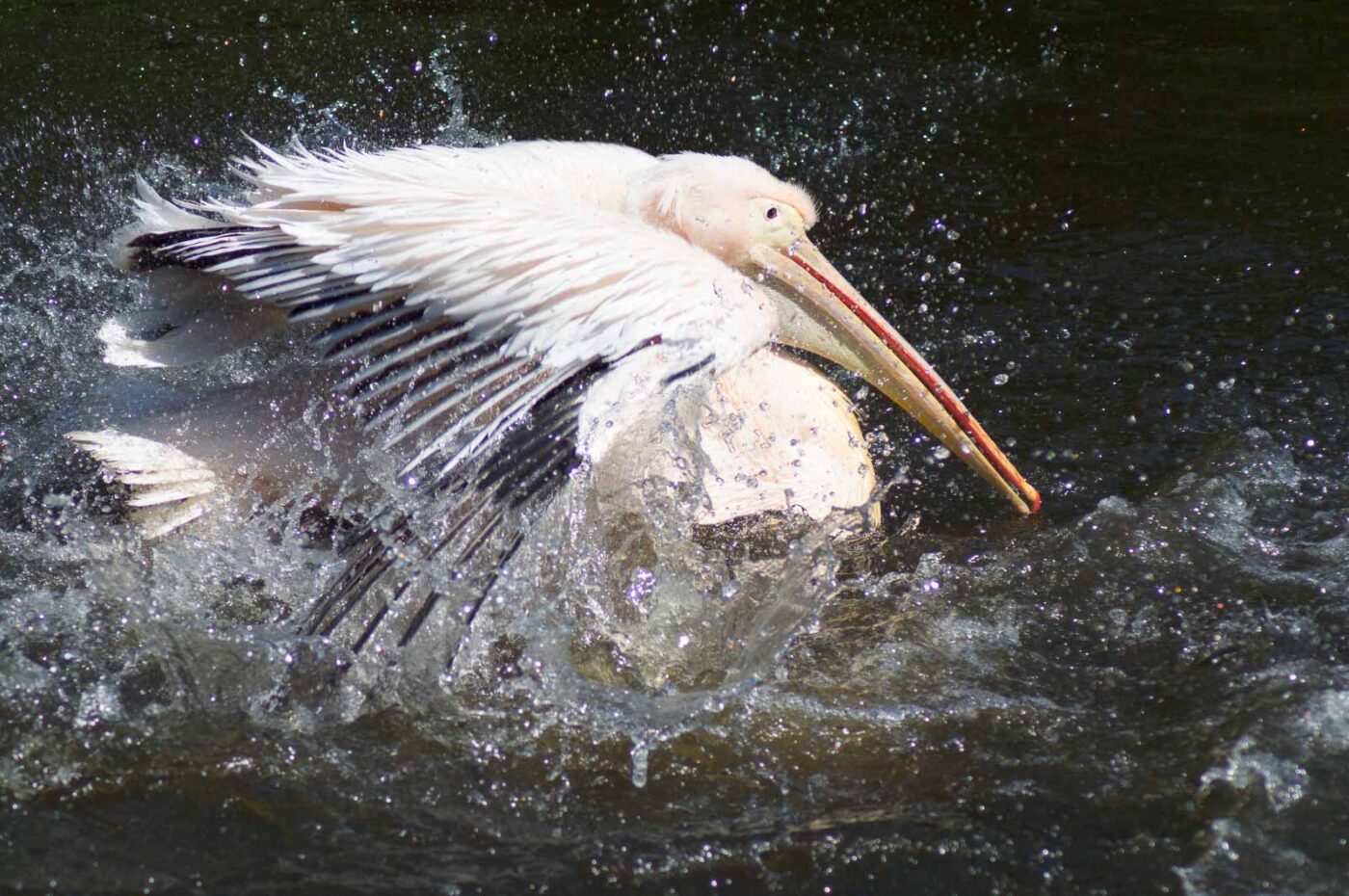 2018-04-19 - Walsrode - Vogelpark