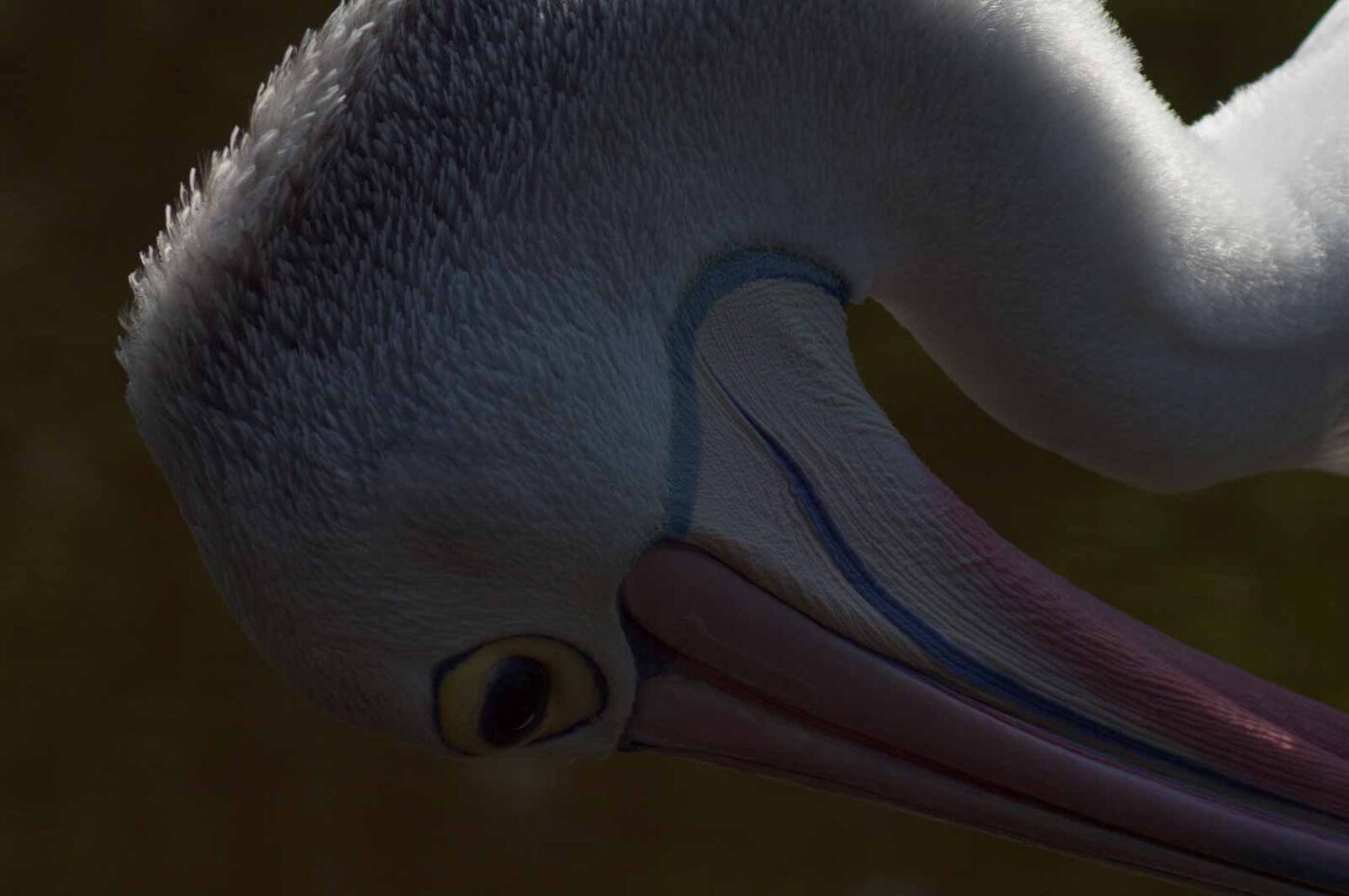 2018-04-19 - Walsrode - Vogelpark