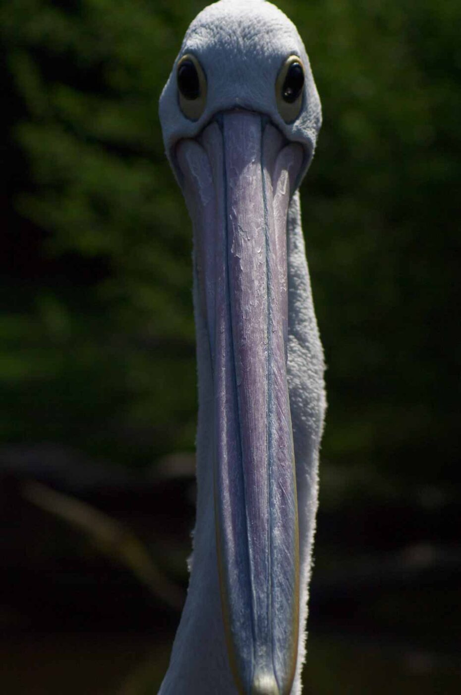 2018-04-19 - Walsrode - Vogelpark