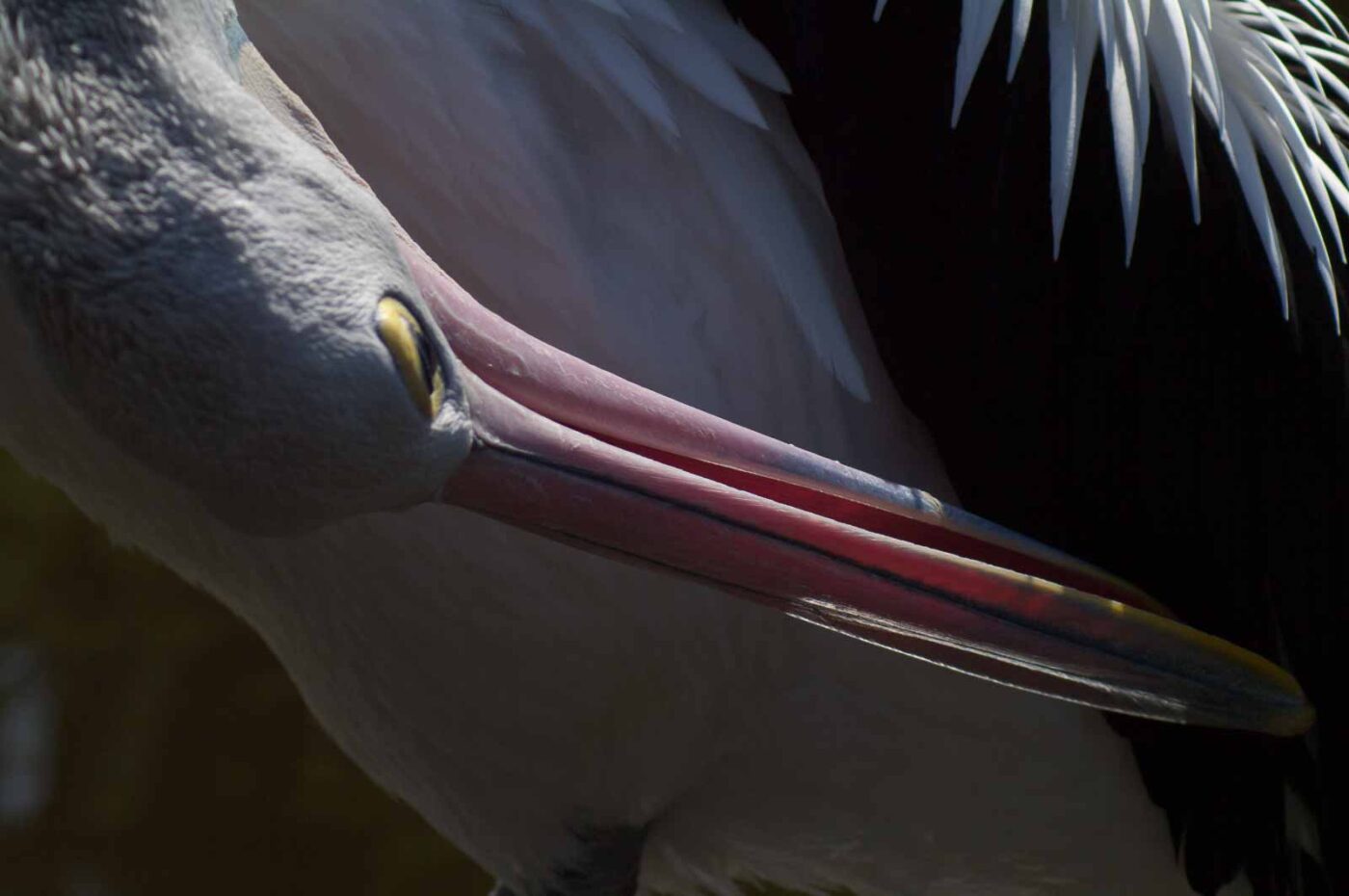 2018-04-19 - Walsrode - Vogelpark