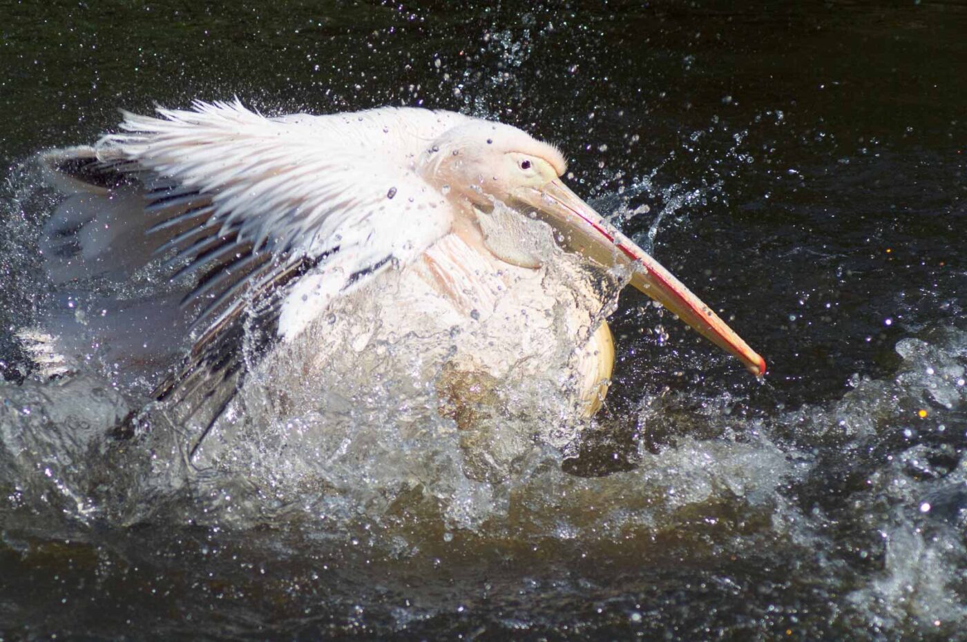 2018-04-19 - Walsrode - Vogelpark