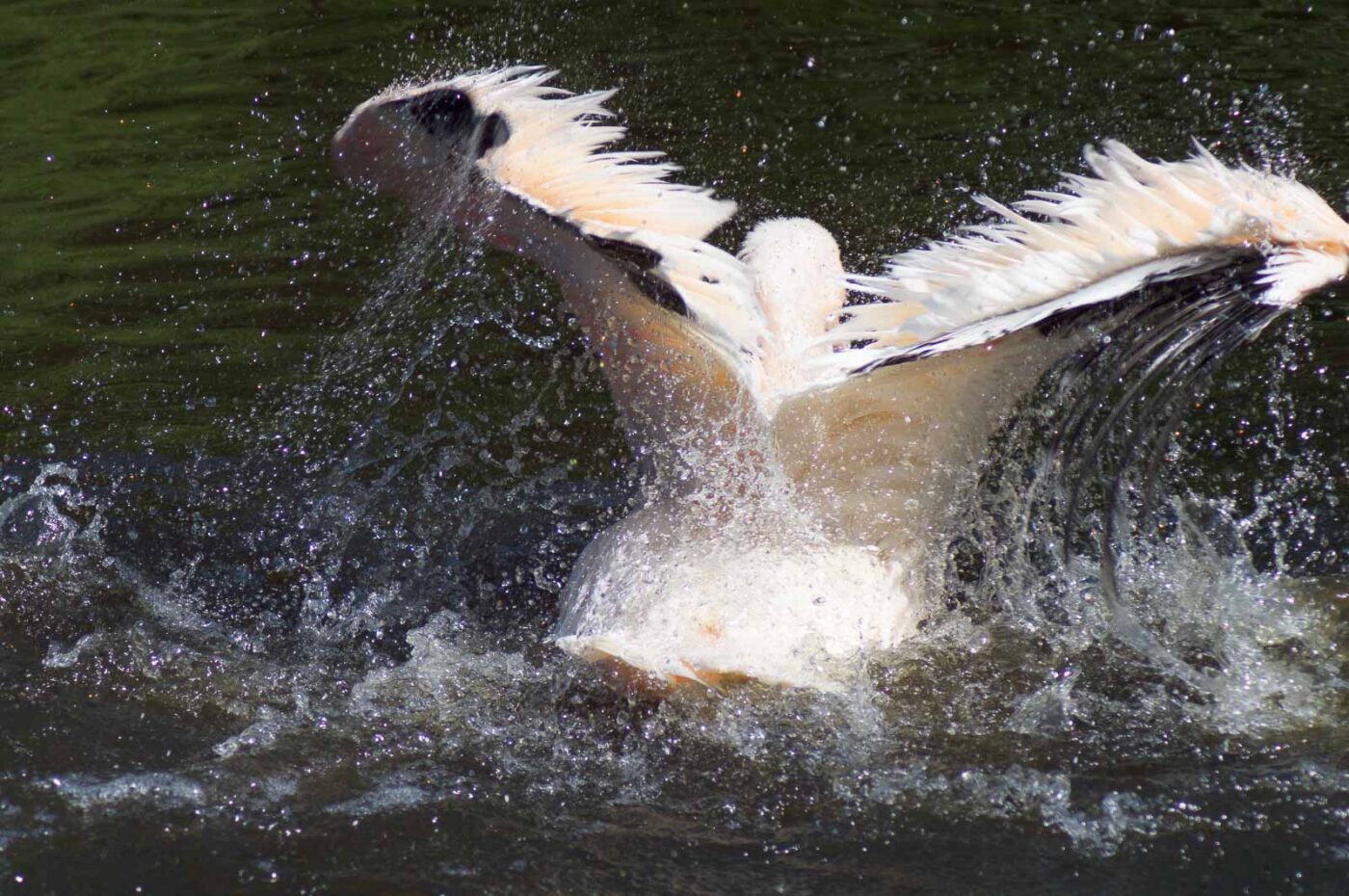 2018-04-19 - Walsrode - Vogelpark