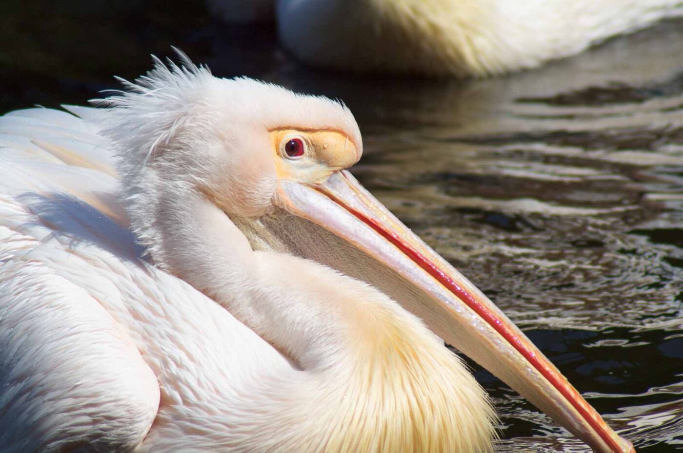 2018-04-19 - Walsrode - Vogelpark