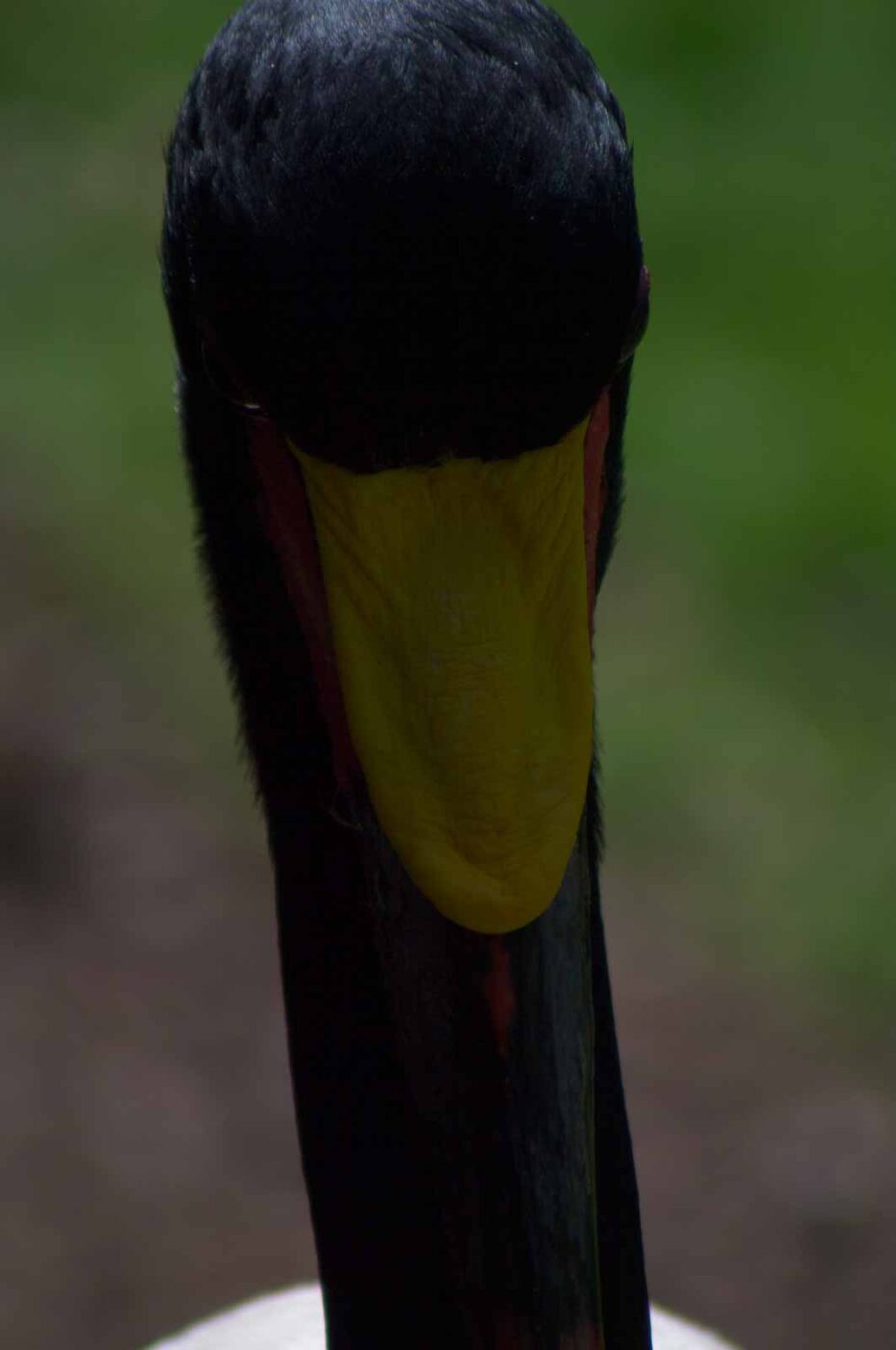 2018-04-19 - Walsrode - Vogelpark