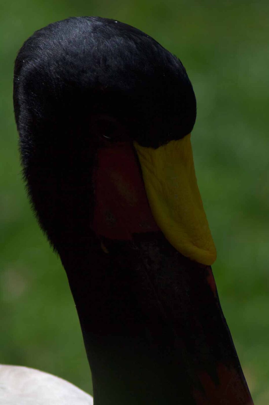 2018-04-19 - Walsrode - Vogelpark