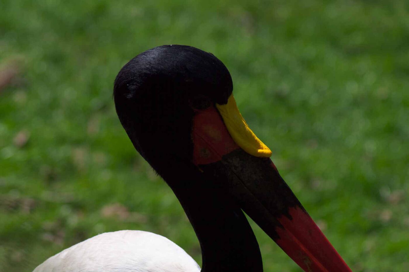 2018-04-19 - Walsrode - Vogelpark