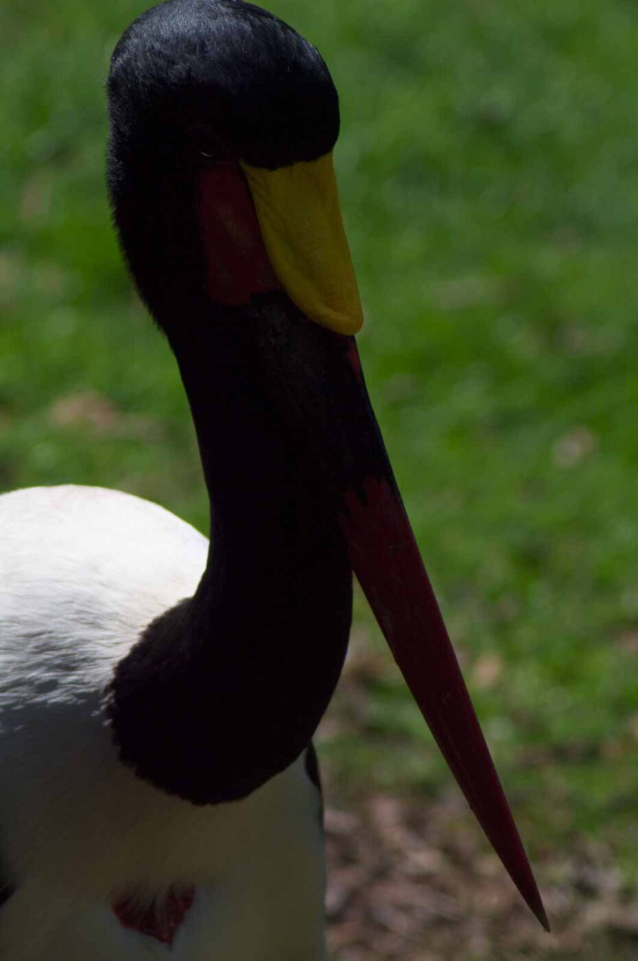 2018-04-19 - Walsrode - Vogelpark
