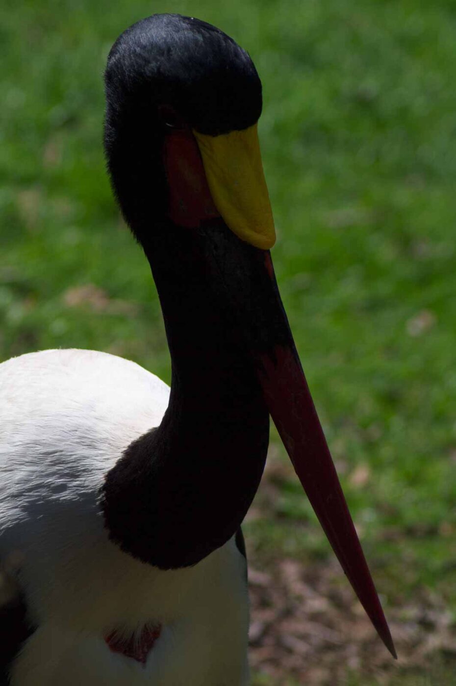 2018-04-19 - Walsrode - Vogelpark