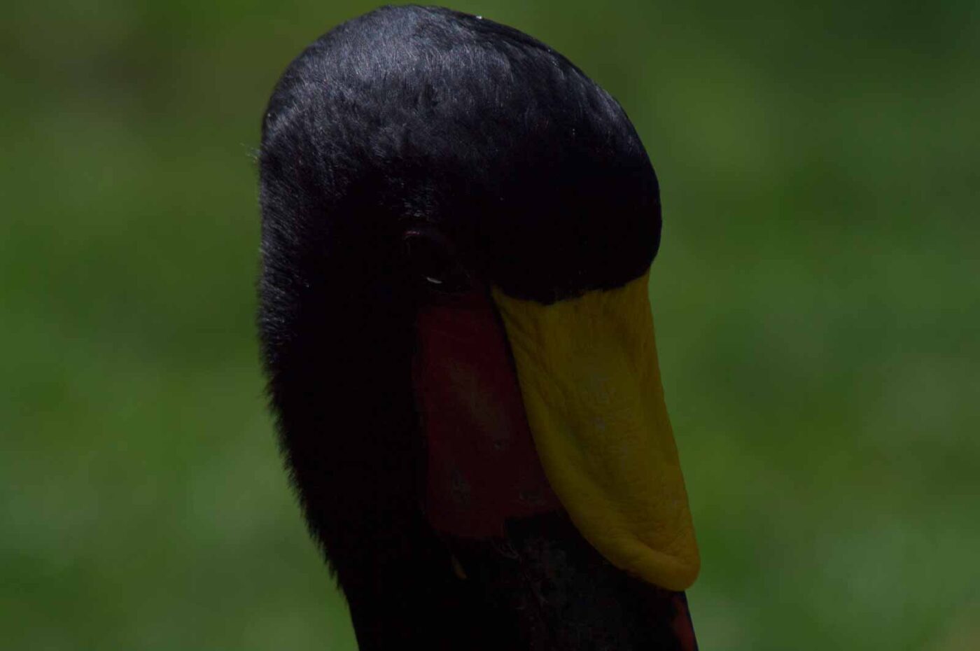 2018-04-19 - Walsrode - Vogelpark