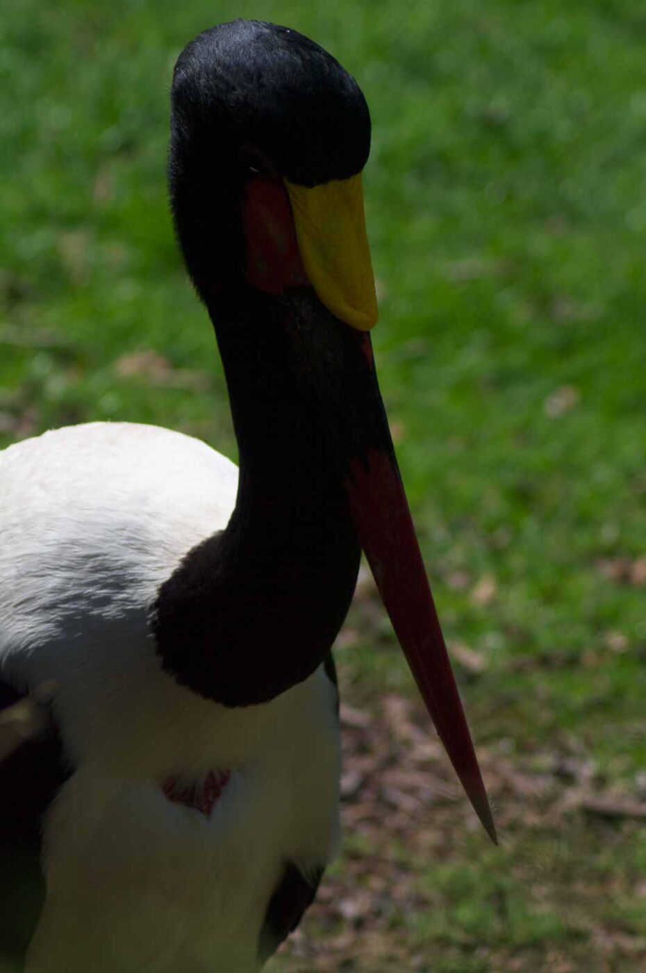2018-04-19 - Walsrode - Vogelpark