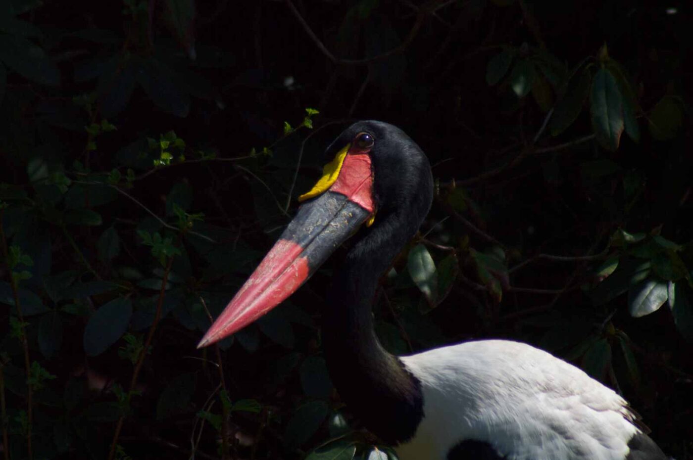 2018-04-19 - Walsrode - Vogelpark